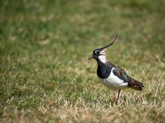 Fåglar Här kan man titta på fåglar.